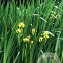 Iris pseudacorus GM P9