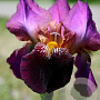 Iris (G) 'Senlac' GM P9