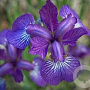 Iris sib. 'Blue saphire' GM P9