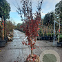 Acer pal. 'Fireglow' 200-250 cm draadkluit meerstammig