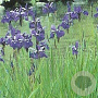 Iris sibirica GM P9