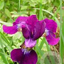 Iris sibirica 'Red Flair' GM P9