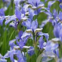 Iris sib. 'Blue Moon' GM P9