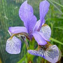 Iris sib. 'Sea Shadows' GM P9