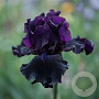 Iris (G) 'Superstition' GM P9