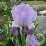 Iris (G) 'Susan Bliss' GM P9