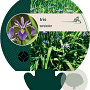 Iris versicolor GM P9