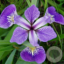 Iris versicolor GM P9