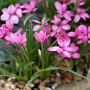 Rhodohypoxis baurii 'Garnet' GM P9