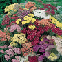 Achillea 'Summer Pastels' GM P9
