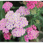 Achillea 'Summer Pastels' GM P9