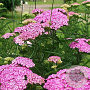 Achillea millefolium 'Appleblossom' GM P9