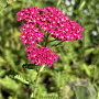 Achillea millefolium 'Excel' GM P9