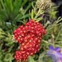Achillea millefolium 'Fanal' GM P9