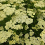 Achillea millefolium 'Hoffnung' GM P9