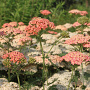 Achillea millefolium 'LachsschÃ¶nheit' GM P9