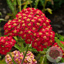 Achillea millefolium 'Paprika' GM P9