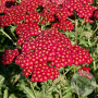 Achillea millefolium 'Summerwine' GM P9