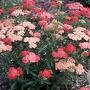 Achillea millefolium 'Tutti Frutti' GM P9