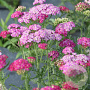 Achillea millefolium 'Wesersandstein' GM P9