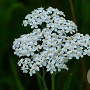 Achillea millefolium 'White Beauty' GM P9