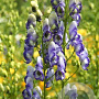 Aconitum cammarum 'Bicolor' GM P9