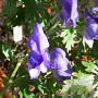 Aconitum carmichaelii 'Spatlese' GM P9