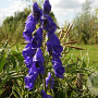 Aconitum henryi 'Spark' GM P9