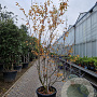 Amelanchier can. 'October Flame' 250-300 cm cont. 90L meerstammig
