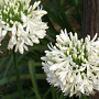 Agapanthus africanus 'Albus' GM P9