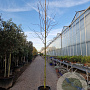 Amelanchier lamarckii 10-12 HO 40L