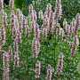 Agastache urticifolia 'Album' GM P9