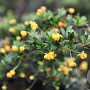Berberis buxifolia 'Nana' 15 cm 2,0L