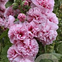 Alcea rosea 'Double Rose' GM P9
