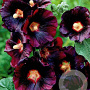 Alcea rosea 'Nigra' GM P9