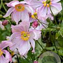 Anemone 'Crispa' GM P9