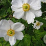 Anemone hybrida 'Andrea Atkinson' GM P9