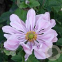 Anemone hybrida 'Loreley' GM P9
