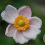 Anemone hybrida 'Richard Ahrens' GM P9