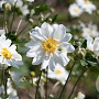 Anemone hybrida 'Whirlwind' GM P9