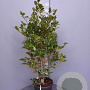Camellia japonica 100-125 cm 15L