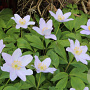 Anemone nemorosa 'Robinsoniana' GM P9