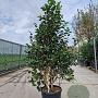 Camellia 'Oki-no-nami' 150-175 cm container meerstammig