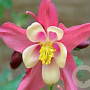 Aquilegia caerulea 'roze& White' GM P9