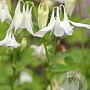 Aquilegia vulgaris 'Alba' GM P9