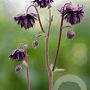 Aquilegia vulgaris 'Plena' GM P9