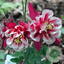 Aquilegia vulgaris 'Wink Double Red & White' GM P9