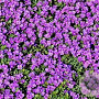 Arabis caucasica 'Rosea' GM P9