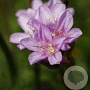 Armeria maritima 'Splendens Perfecta' GM P9