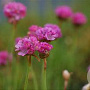 Armeria maritima 'Splendens' GM P9